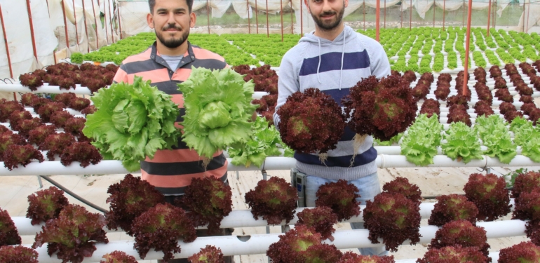 İşçiliği bırakıp çiftçiliğe başladılar, yılda 8 hasat yapıyorlar