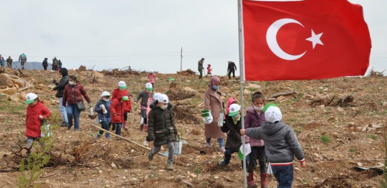 Yanan ormana 200 milyon kızılçam tohumu atıldı, 200 bin fidan dikildi