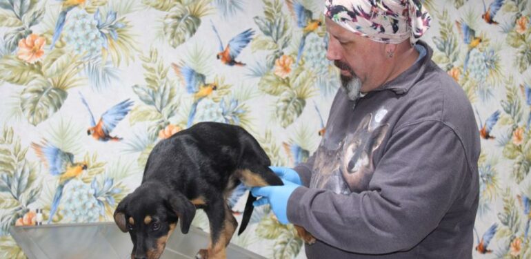 Mersin’de köpeğe kan donduran işkence