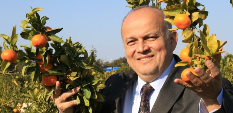Turunçgilde sezonu uzatacak mandalina çeşidi geliştirildi, hasat başladı