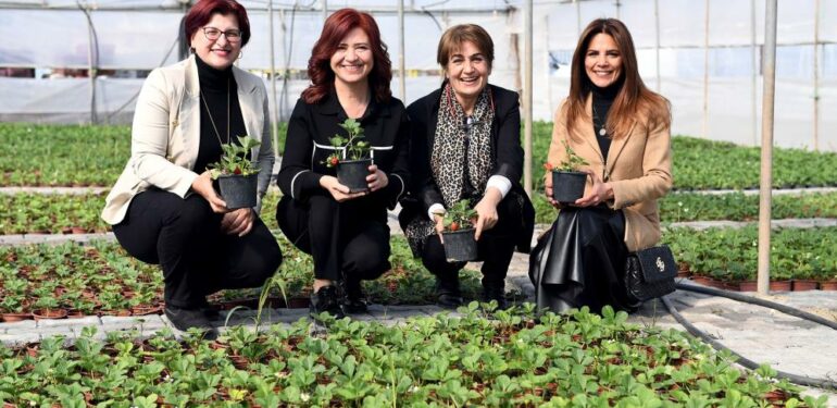 Silifkeli kadınların saksıda ürettikleri çilek fideleri zincir marketlerde satılacak