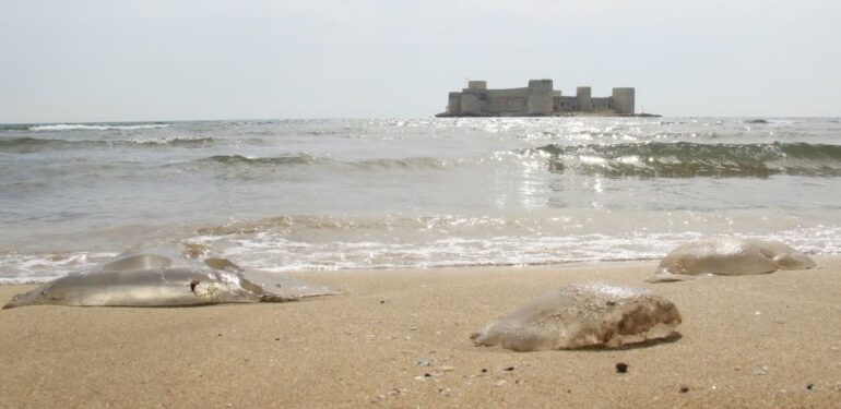 Akdeniz’de deniz anası kabusu sürüyor, Kızkalesi sahiline kadar geldi