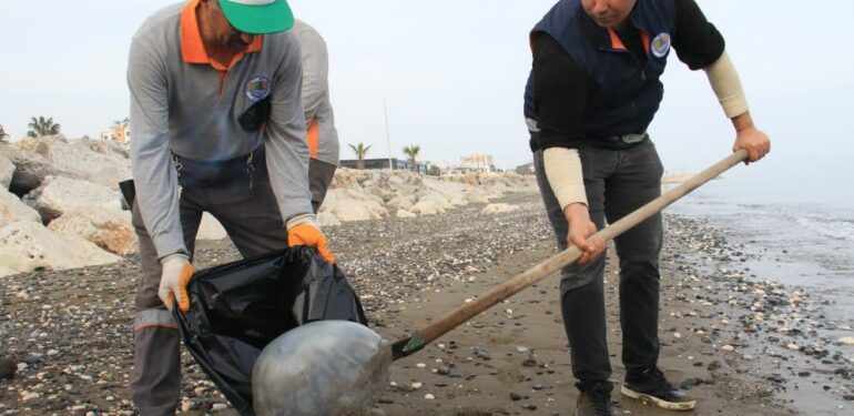 Akdeniz’de kıyılar ölü zehirli denizanalarından temizleniyor