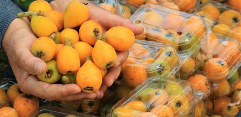 Örtü altında “yenidünya” hasadı başladı… Kilosu 200 TL’den satıldı