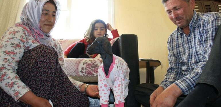 Gören şaşırdı… Tüysüz doğdu, bebek gibi bakılıyor