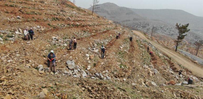 Yeşilovacık’ta yanan alanlar milyonlarca tohum ve binlerce fidanla yeniden yeşeriyor