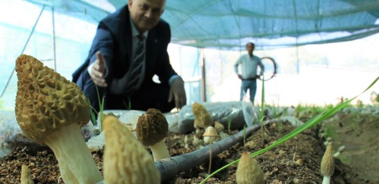 Tazesinin kilosu 400, kurusu 3 bin TL… Türkiye’de ilk defa üretimi yapıldı