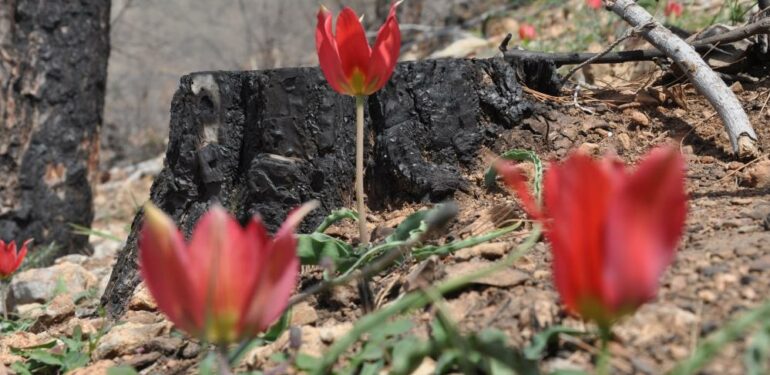 Yanan ormanlık alanlar dağ laleleri ile renklendi