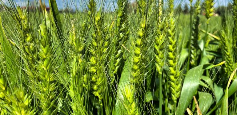 Tarsus’ta belediye arazilerinde kunduru buğdayı yetiştiriliyor
