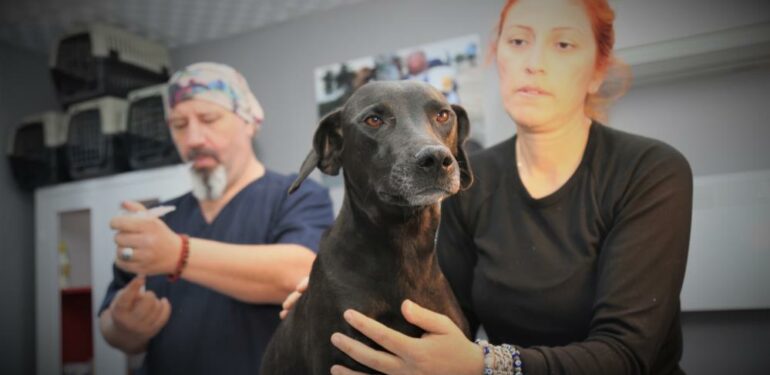 Akdeniz Belediyesi Sokak Hayvanları Kısırlaştırma Kliniğinde kısırlaştırma başladı