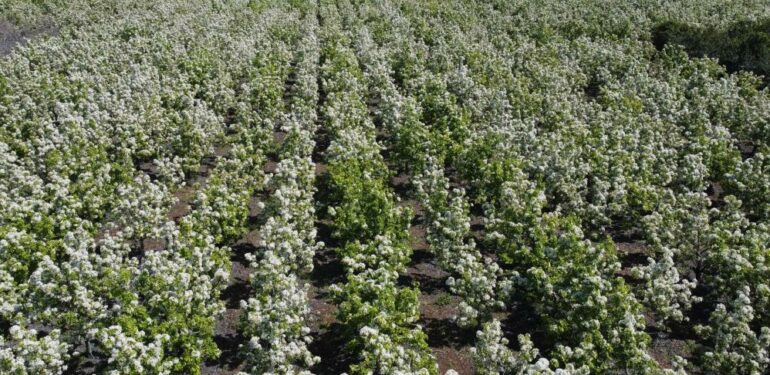 Mersin’de bahçeler beyaz gelinliğini giydi