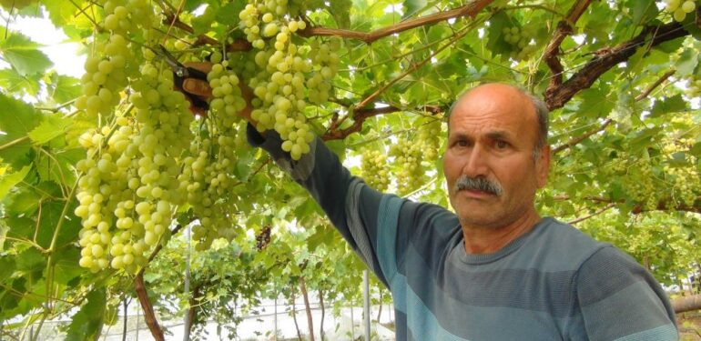 Mersin’den Dubai ve Rusya’ya üzüm