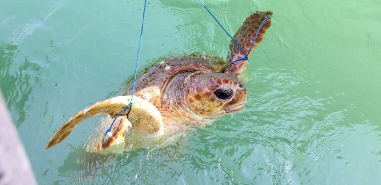 Temizlik işçisi, kabuğu kırılan yaralı deniz kaplumbağasını ölümden kurtardı