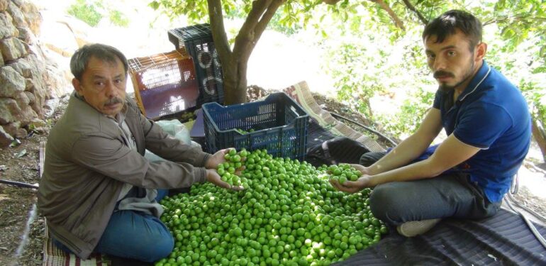 Mersin’de açıkta erik hasadı başladı