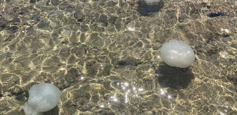 Akdeniz sahillerinden sevindiren haber: Sayıları günden güne azalıyor