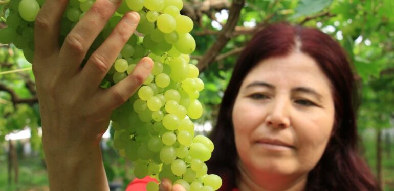 Kilosu 130 TL; Turfanda üzümler Avrupa yolunda