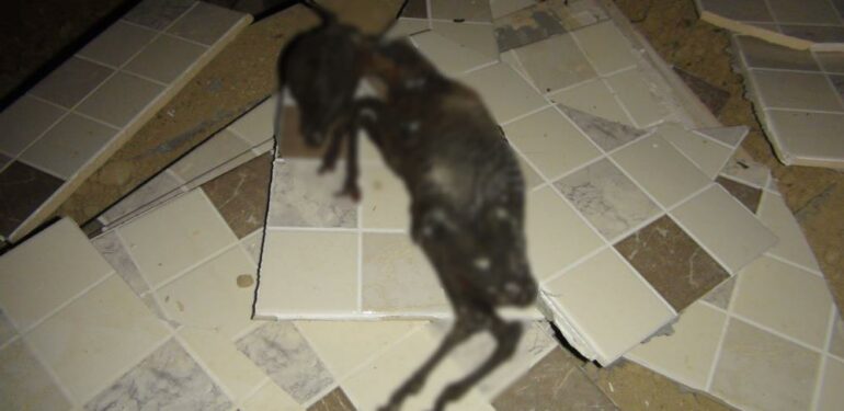 Silifke’de yanmış yavru keçi bulundu