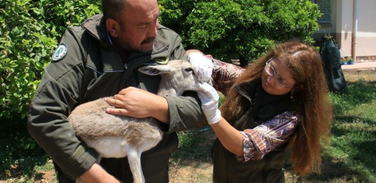 Yaşadığı bölgeden 450 kilometre uzakta bulundu