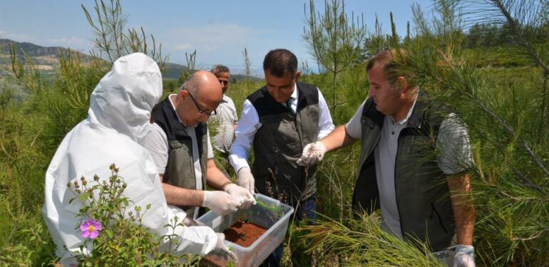 Mersin Orman Bölge Müdürlüğü, biyolojik mücadelede hedeflerini aştı