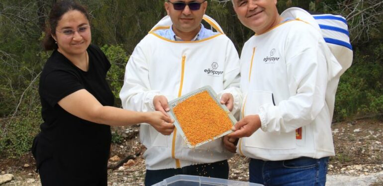 Kilosu 400 TL, milyonlarca arı 100 gramını bir günde topluyor