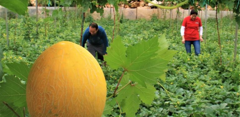 Üreticiye çifte kazanç, örtü altında aynı anda iki ürün