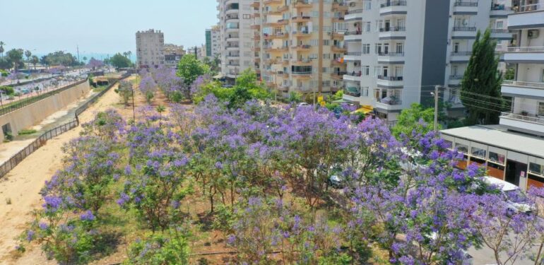 Jakaranda korulukları ormana döndü, görsel şölen ortaya çıktı