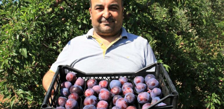 Siyah erikte ilk hasat