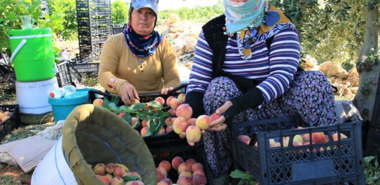 Erkenci şeftali üreticisinin yüzünü güldürdü