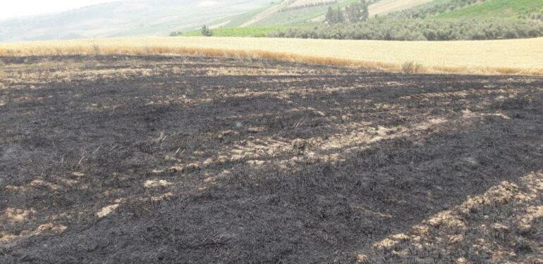 12 dönüm buğday ekili tarla yandı
