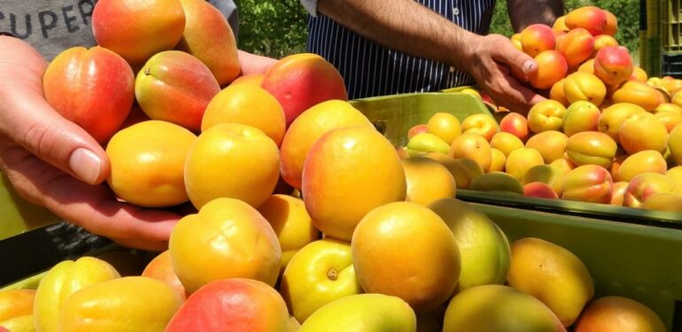 Kayısının altın yılı: Üreticinin yüzü iki kez güldü