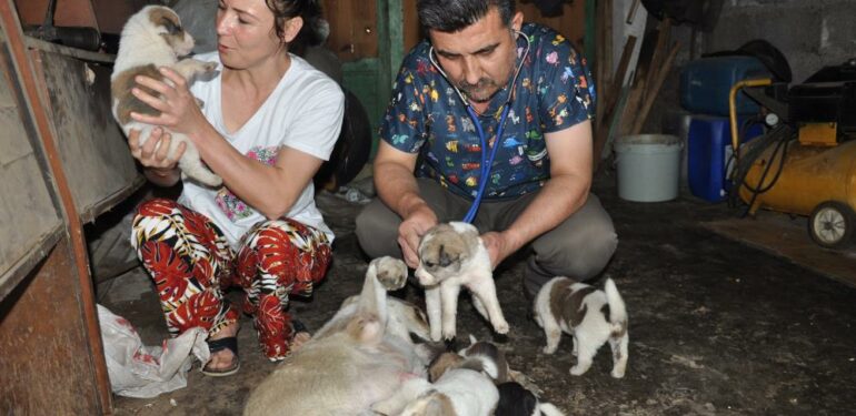 Sokak köpeği ile yavrularına sahip çıktı