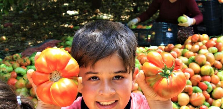 Ata tohumu bereketi: 6 aydır domates hasadı yapıyor bitmek bilmiyor