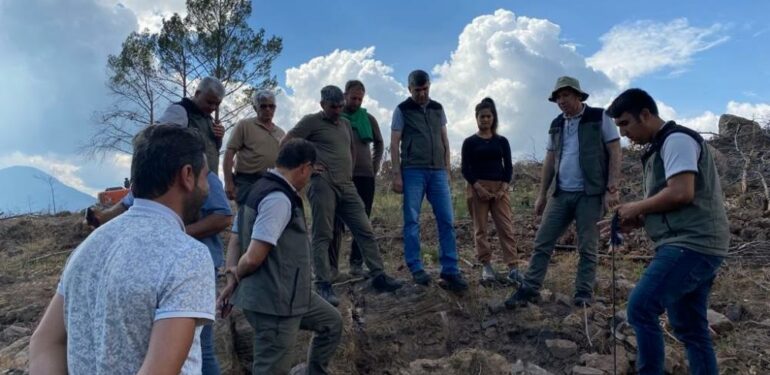 Yanan ormanlar ağaçlandırılıyor