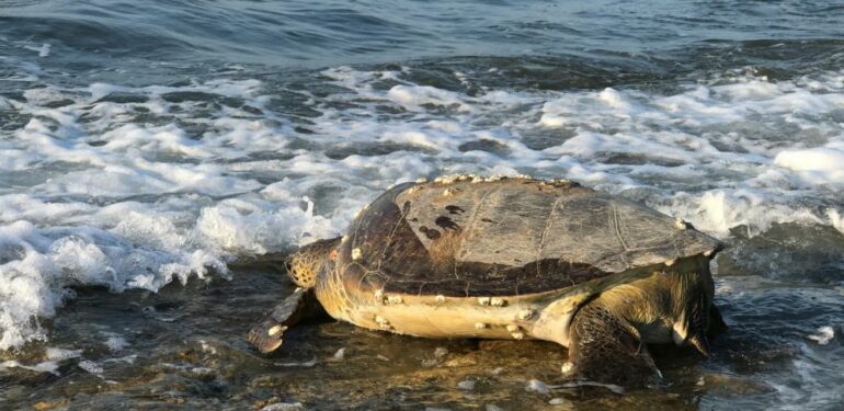 Binlerce yavru kaplumbağa denizle buluşacak