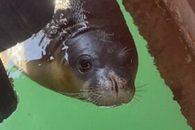 BALIKÇILARA AKDENİZ FOKUNDAN TATLI SÜRPRİZ