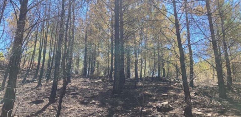 Ağaca yıldırım düştü, ormanda yangın çıktı