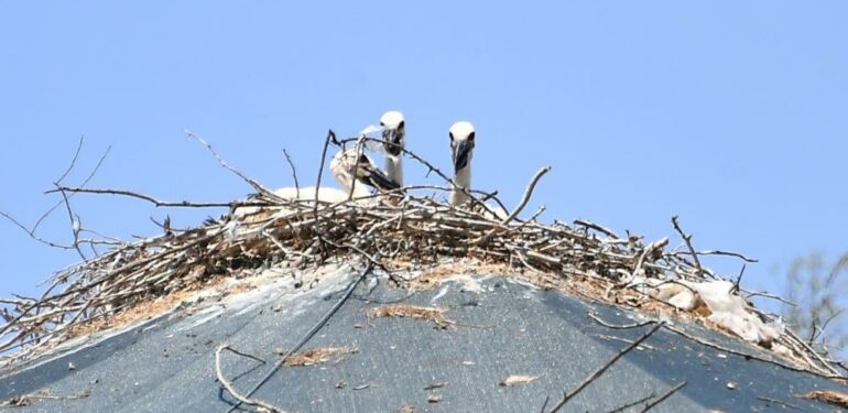 Tedavi için getirilen leylek, Doğa Parkı’nda yuva yaptı