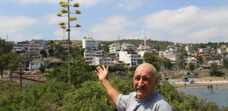 Bir ayda 5 metre uzamıştı, 60 yıl sonra çiçek açtı
