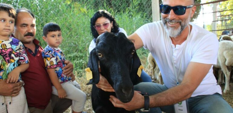 Denize atlayan keçi ‘Ferdinand’a arkadaş olacak