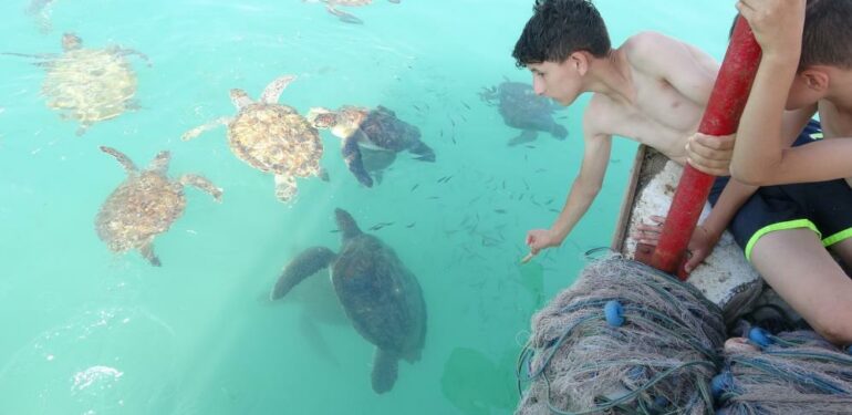 Balıkçıların dostu caretta carettalar döndü, bu kez kat kat fazla