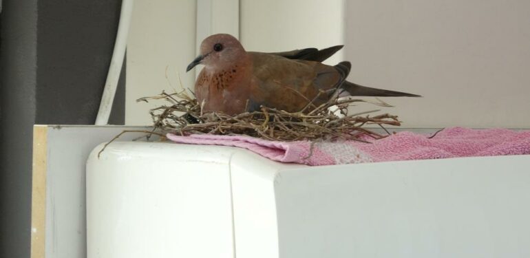 Kuş yuva yaptı, bu sıcakta klimadan vazgeçti