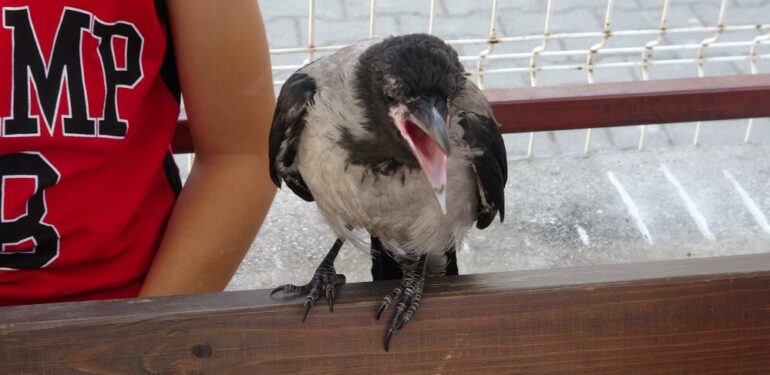 Okul bahçesinde sıcaktan bayılan karga, kendine gelince öğrenci kayıt sırasına girdi