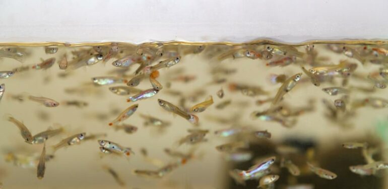 Sivrisinekle mücadele için 37 bin balık havuzlara bırakıldı