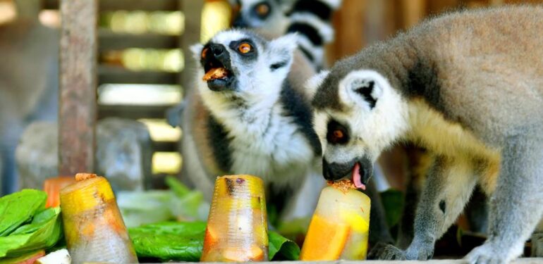 Tarsus Doğa Parkı’ndaki canlılar buzlu yiyeceklerle serinletiliyor