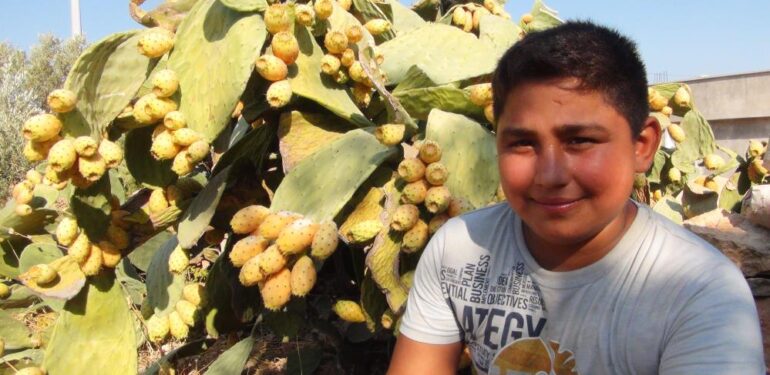 Mersin’de dikenli incir hasadı başladı