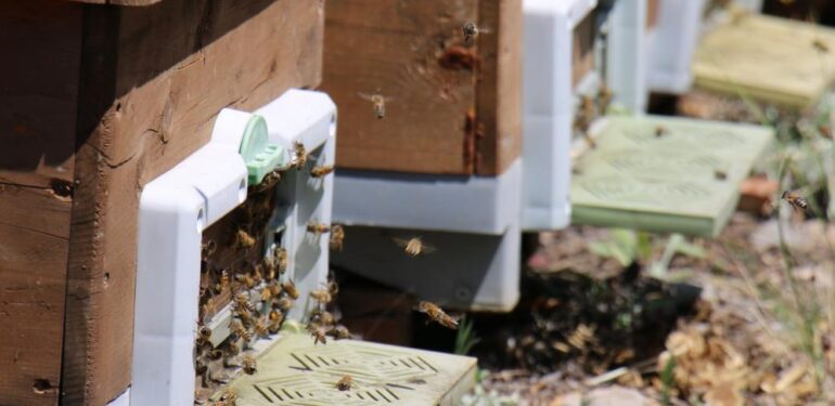 Dünya Arıcılık Kongresi Apimondia’da, Türkiye, dünya ikincisi