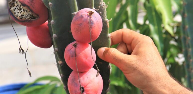 Ejder meyvesi ve Hint incirine alternatif “Peru elması”