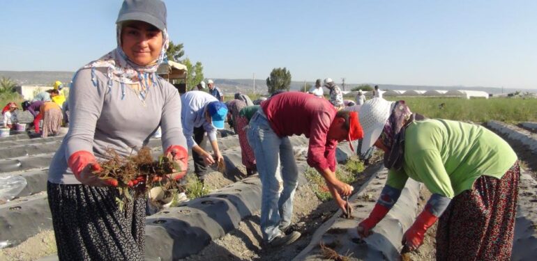 70 milyon çilek fidesi toprakla buluşuyor