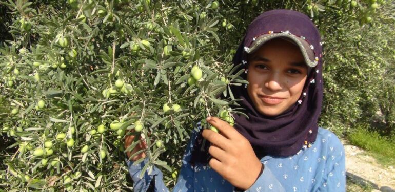 Yılın ilk zeytin hasadı Silifke’de başladı