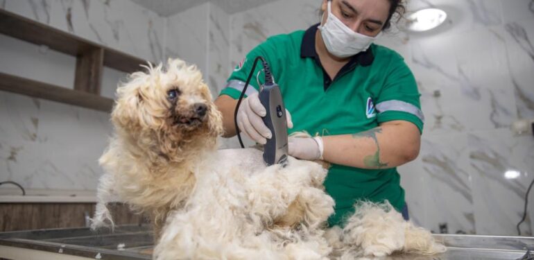Mersin’de sahipsiz hayvanların bakımları yapılıyor